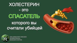 Холестерин — это не угроза, а «бригада скорой помощи» вашего организма.Разрушаем мифы.