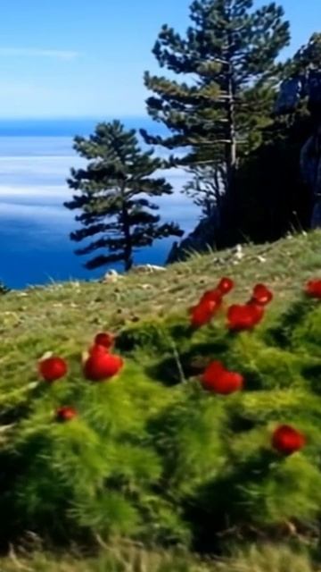 ЦВЕТЫ .ГОРЫ .КРЫМ смотреть онлайн