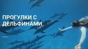 Плавание с дельфинами на Маврикии