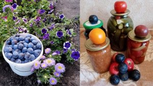 ЗАГОТОВКИ НА ЗИМУ ПРОДОЛЖАЮТСЯ.