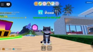 Новый кот ригги