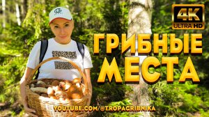 Белые Грибы И Подосиновики - Начали Активный Рост В Проверенных Грибных Местах.
