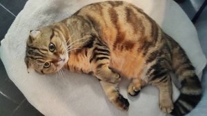 любимки💗💗💗