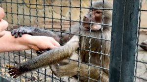 Люська УХВАТИЛАСЬ НОГАМИ И РУКАМИ за маму, ей сейчас требуется повышенное внимание!