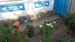 Переехали на Юг/Новая проводка в доме/Наш летний душ и розы.