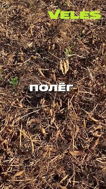 БДТ на все случаи жизни #VELES #БДТ #ДисковаяБорона смотреть онлайн