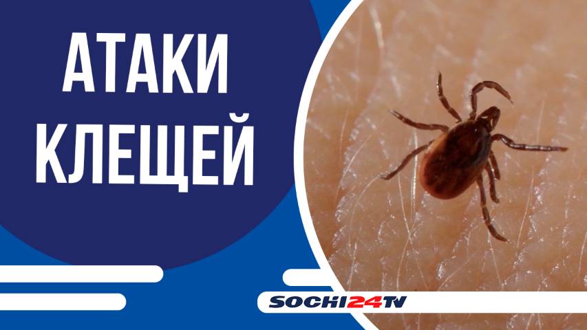 Роспотребнадзор: за две недели с жалобами на укусы клещей обратились 55 человек