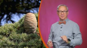 Всё обо всём. Кедровые шишки. Выпуск от 22.08.25