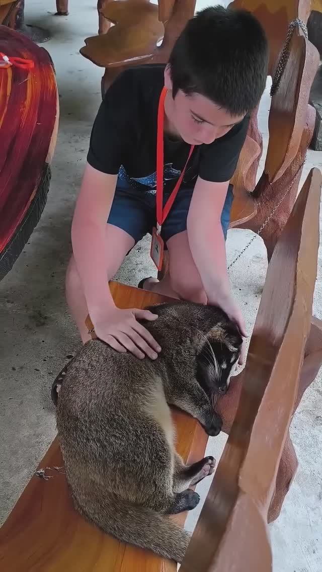 Знаменитая Куница какает Кофе Лювак и деревья кофе. Далат, Вьетнам за 72 тысячи @tutsi-dieti смотреть онлайн