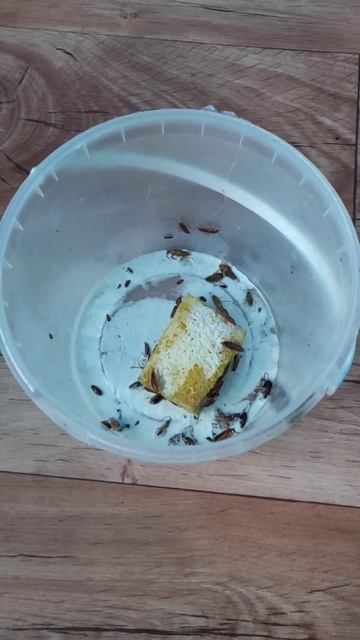 Как уничтожить тараканов. Простой Способ от тараканов. Канал Тутси влог. @tutsi-vlog смотреть онлайн