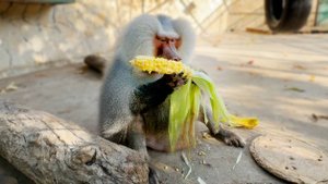 Лида не растерялась, украла Люсину кукурузу! Меньше выделываться надо Елисей уже уходит от своих дам