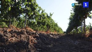 От лозы до бутылки- на виноградниках собирают урожай