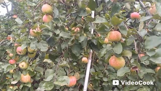 Яблоки Мельба и чернослив поспели! смотреть онлайн