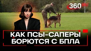 Центру собаководства «Красная звезда» 101 год. Как служебные собаки помогают на СВО?