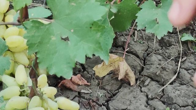 Днепровская ривьера, Купидон, Гамлет, Лара и др. смотреть онлайн