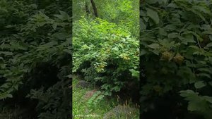 О любви