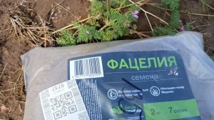 Пришло время сеять сидераты. В этом году мой выбор пал на фацелию