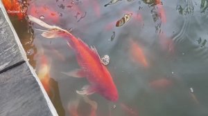 Рыбки. Набережная Владивостока