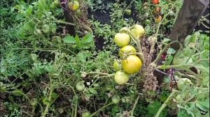 какие томаты у меня растут в этом сезоне