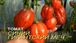 Томат СИНИЙ ГИГАНТСКИЙ МЕЧ. Обзор сортов ТОМАТОВ!