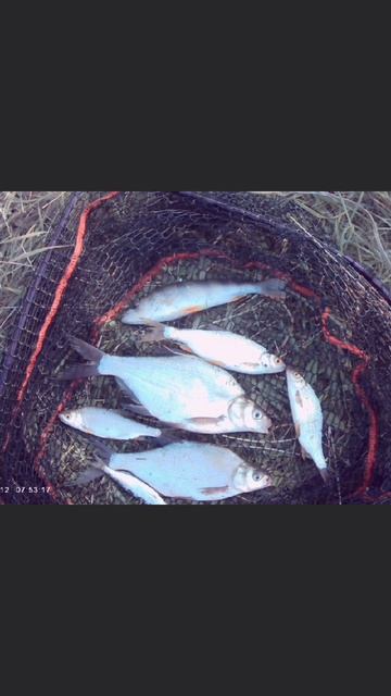 Река Усень🎣 Ловля на донные снасти🎣 Наживка опарыш. Прикормка Стерля (Кориандр).