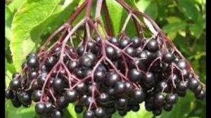 Чёрная бузина. Маринкины творинки. Всем МИРА и Добра!