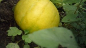 Обзор маленькой тыквы сорта "Улыбка"