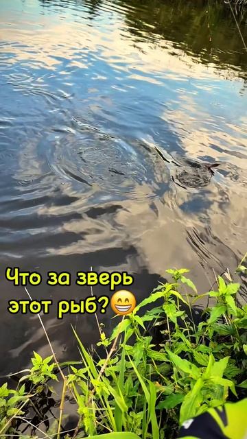 Рыб дерзкий как пуля резкий.