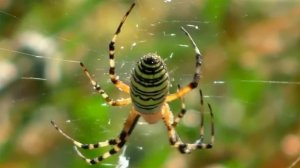 Ядовитые пауки-осы захватывают регионы России