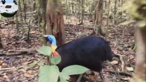 Оранжевошейный казуар Casuarius unappendiculatus