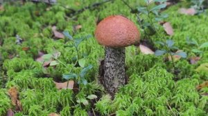 Начало грибного сезона в Кировской области — тихая охота