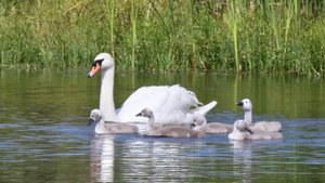 "ЛЕТО ГЛАЗАМИ НАТУРАЛИСТА".. (Фото Светланы НЕЧВАЛЬ (Глазов), музыка и пение Дианы АРКЕНСТОУН (США)