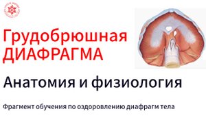 Грудобрюшная ДИАФРАГМА и законы воды. Анатомия и физиология.Фрагмент обучения