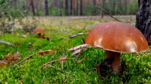 БЕЛЫЕ ГРИБЫ