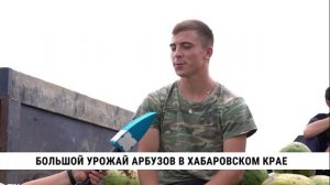 Большой урожай арбузов в Хабаровском крае