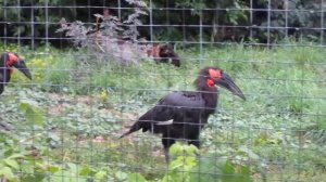 Кафрский (южный) рогатый ворон в Московском Зоопарке