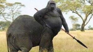 Magnus MID  Only Win