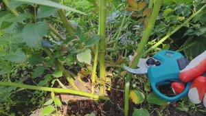 Сад. Аккумуляторый секатор