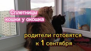 Сплетницы кошки у окошка. Родители готовятся к 1 сентября