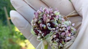 Удачный чеснок.