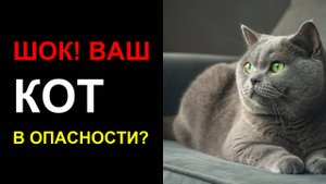 🐱 Цвет носа вашей кошки ИЗМЕНИЛСЯ Вот что это ЗНАЧИТ!