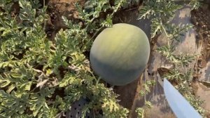 Арбуз сорт Сахарный малыш (Негра) королевский хит на рынках и на столах потребителей! 22.08.2025г.