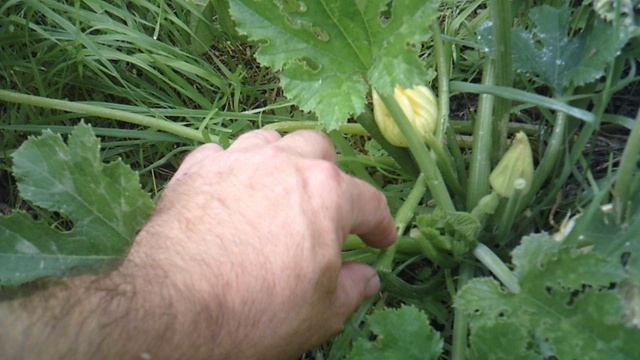 Обзор нашего второго кабачкового растения