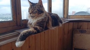 Разговор с Мейн-Куном Лорди🦁👑 о Его Поведении при вычесывании