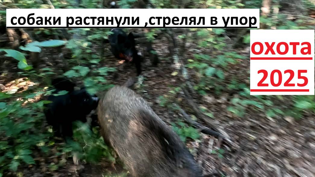 охота на кабана с собаками, отбили подсвинка ,стрелял в упор смотреть онлайн