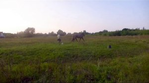 Обучение лошади.Онлайн ученик Horse family Даша 15 лет