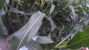 Стыдно но думаю колхоз не обеднеет от потери 10 початков.