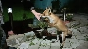 (1096) Лиса приходит в гости. Август 2025