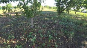 ПОЕЗДКА ИЗ КРАСНОЯРСКА ДОМОЙ/ВСТРЕЧА С БЛОГЕРОМ САШЕЙ/ОГОРОД ЗАРОС ТРАВОЙ/ПРОПОЛКА КЛУБНИКИ/