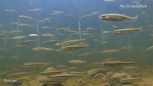 Как меняется окраска в брачный период у представителей рода Гольяны (Eurasian minnows) — Phoxinus ?